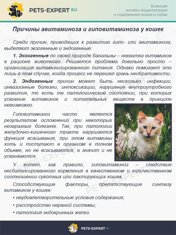 Аллергия на корм у кошек: симптомы и способы лечения - sammedic.ru