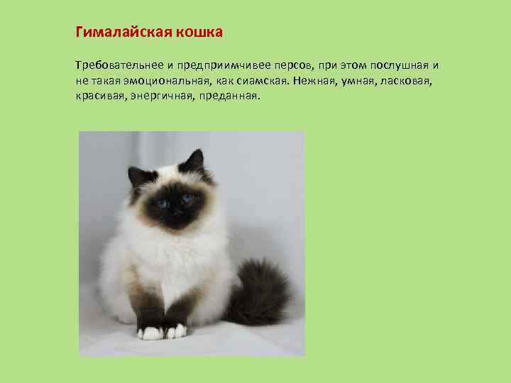 Гималайская кошка фото описание породы, характер, достоинства и недостатки