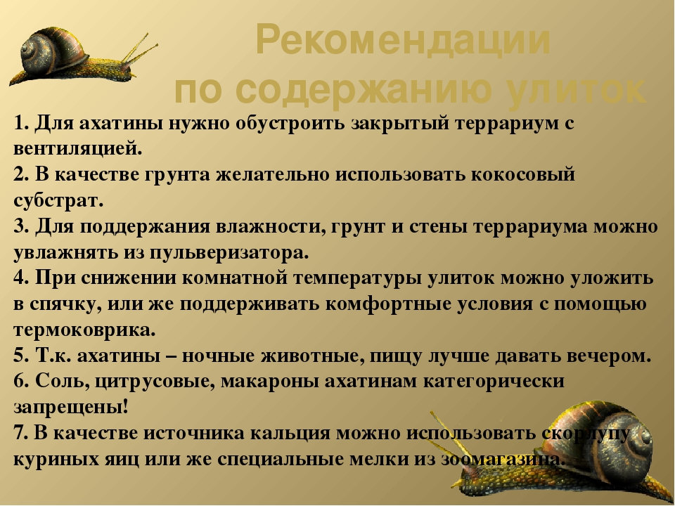 Домашние улитки ахатины уход содержание в домашних условиях