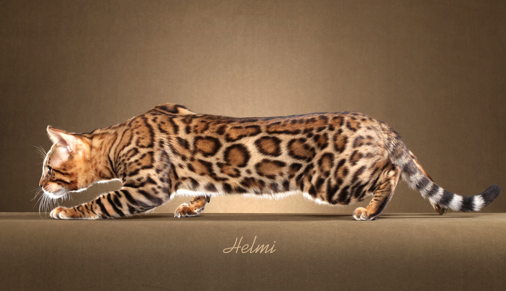 Бенгальская кошка: характеристика породы, сколько стоит содержание, чем питается, темперамент кошки, 145 фото