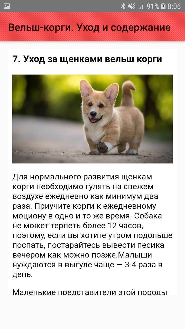 Как ухаживать за корги: содержание в квартире