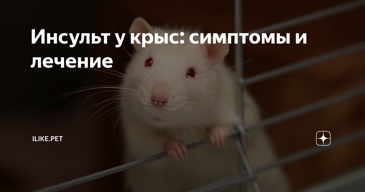 Инсульт у крысы: симптомы и лечение