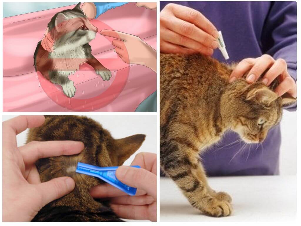Валерьянка для кошек: для чего нужна, как влияет на животное, что будет если дать, польза и вред