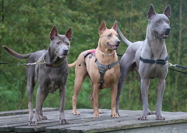 Родезийский риджбек: фото собаки, описание породы, щенки, спина, паук, львиная собака