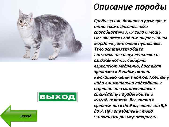 Кимрик - уэльская порода кошек, фото, стандарты, рекомендации по уходу и питанию