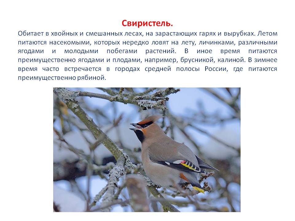 Свиристель птица где зимует. свиристель: описание и фото, перелётная или зимующая птица