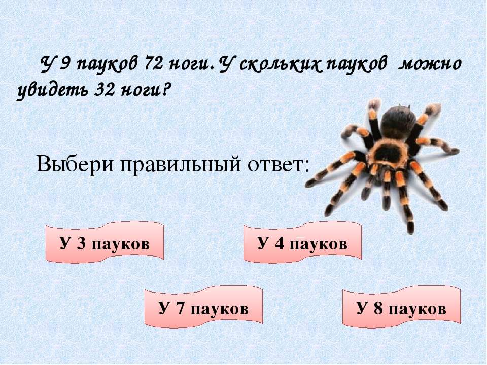 Домашние пауки: основные виды, опасность и способы борьбы