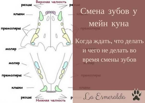 Молочные зубы у кошек - «айболит плюс» - сеть ветеринарных клиник