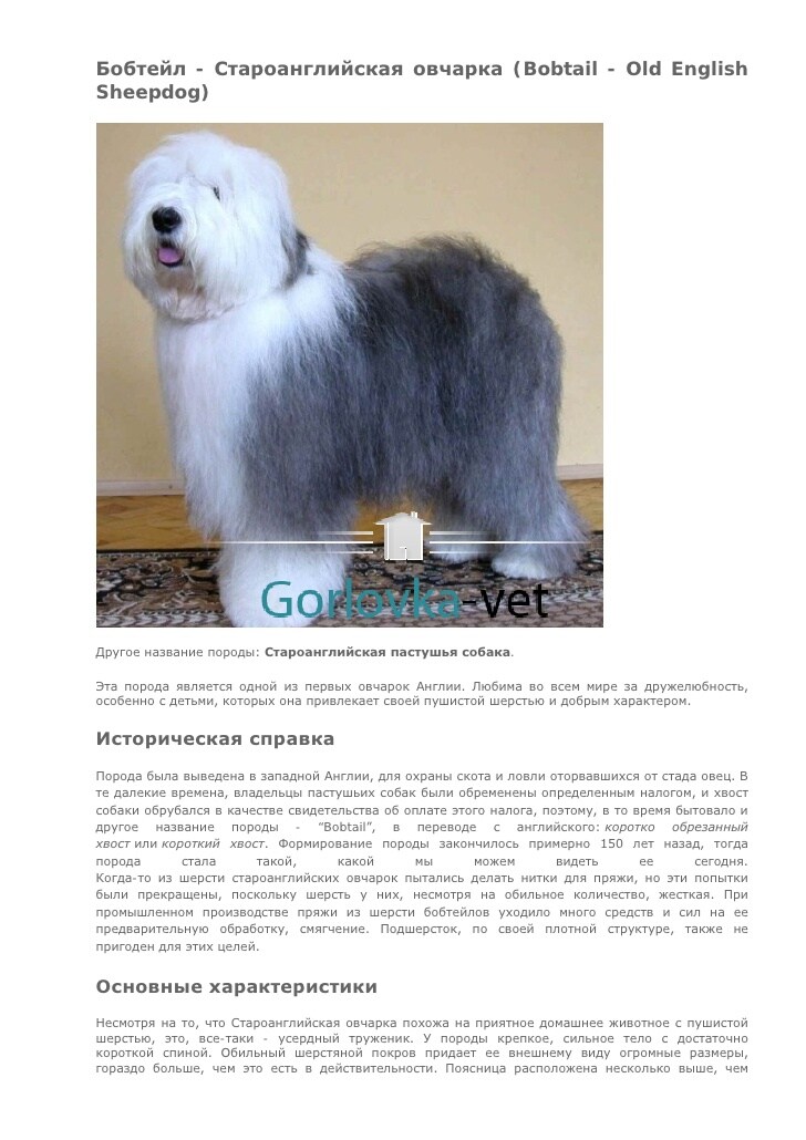 Лохматое добродушное чудо — собака породы бобтейл