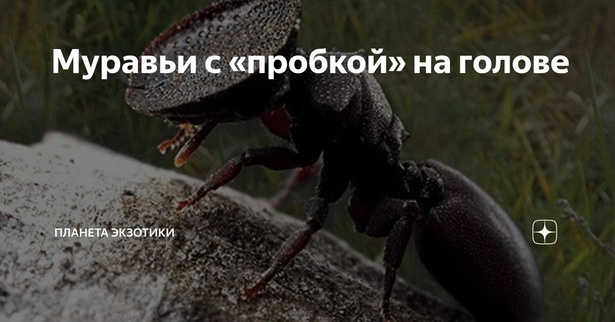 Как хранить муравьиные яйца для рыбалки. как и какую рыбу ловят на муравьев и муравьиные яйца