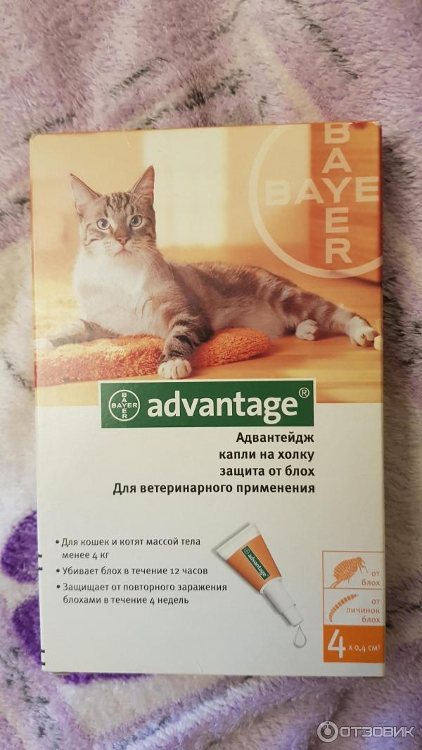 Способ применения капель адвантейдж: дозировка для кошки и котенка