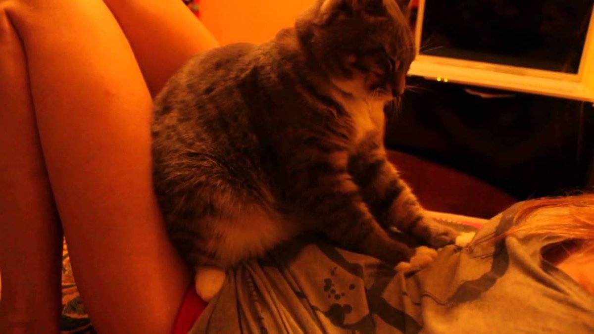 Почему кошка топчет вас лапками?