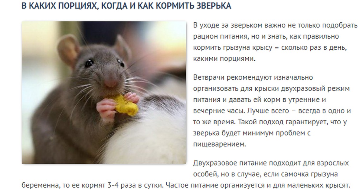 Что можно и что нельзя давать крысам — подробная таблица продуктов