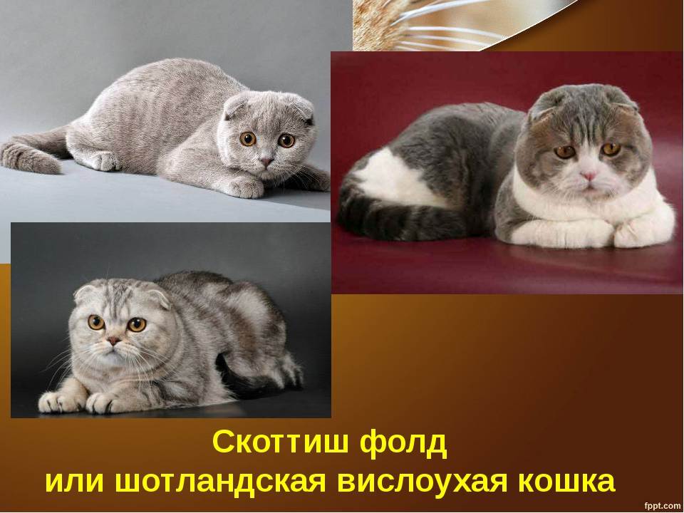 Скоттиш-страйт: описание породы кошек и фото, уход и содержание, цена котят + отзывы