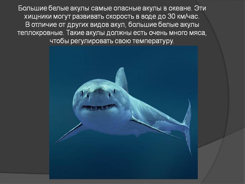 Топ-10 самых кровожадных ???? хищников морей и океанов ????