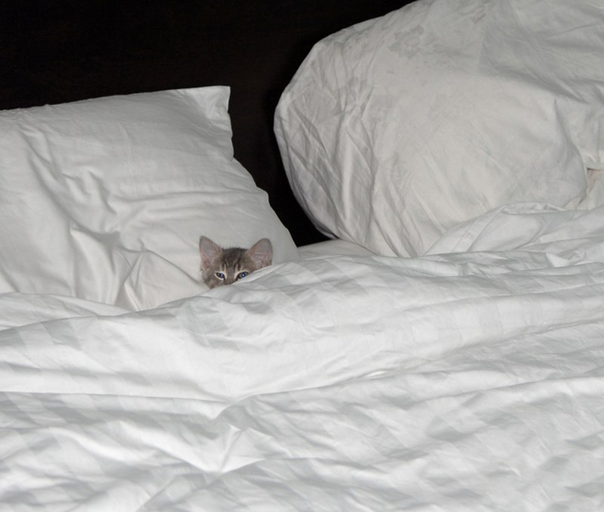 Кошка не дает спать ночью: решаем проблему