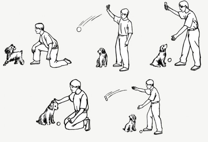 5 шагов ка научить собаку команде сидеть? обучение от эксперта