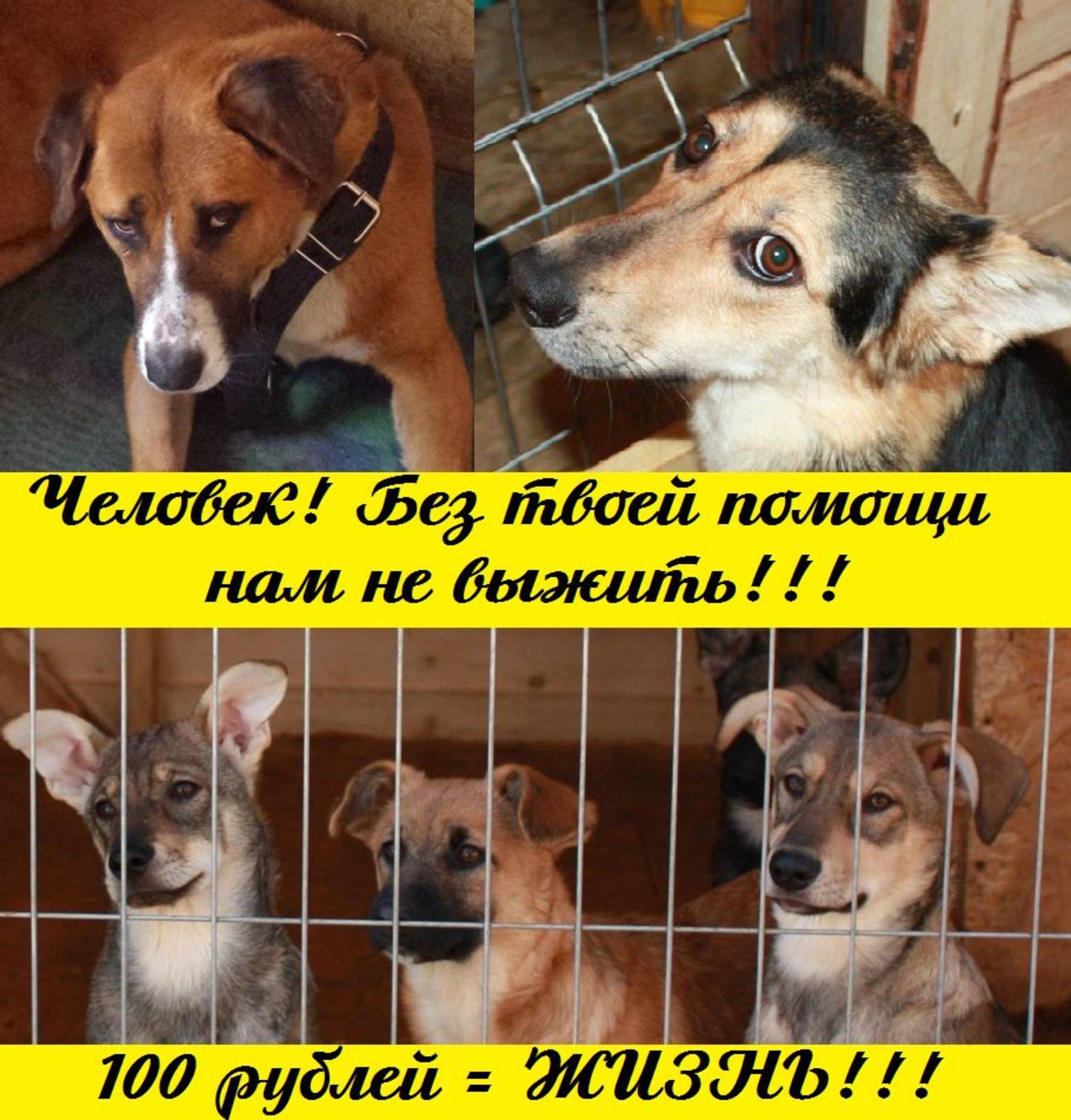 Как взять собаку из приюта: 14 шагов (с иллюстрациями)