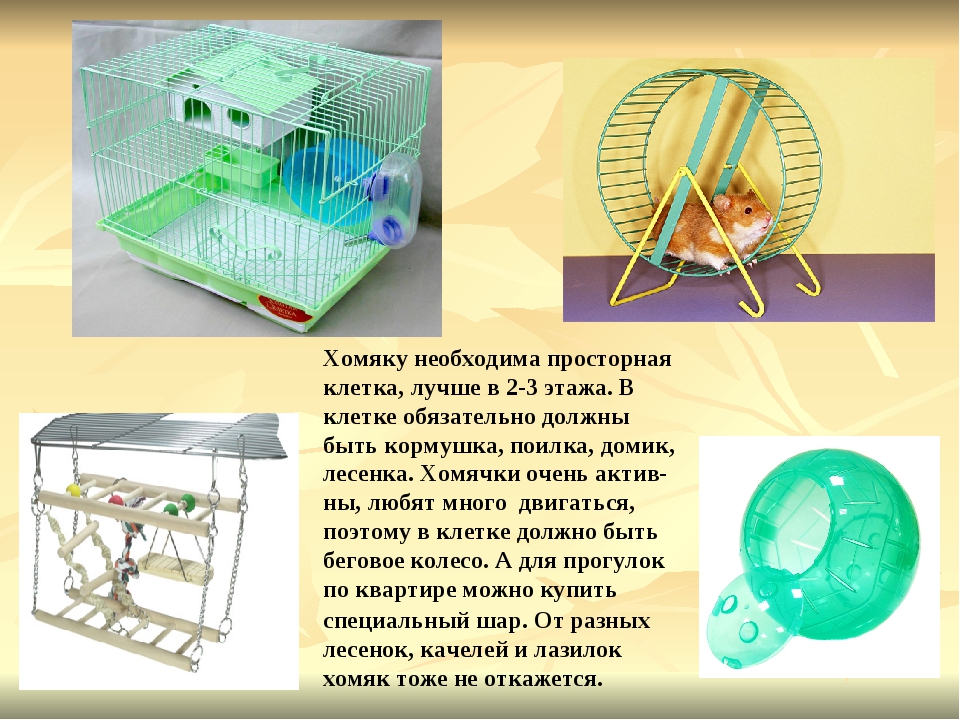 Хомяк