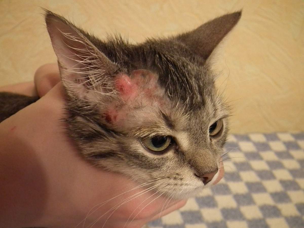 Почему появляются болячки у кошки на голове – 9 причин поражения кожи