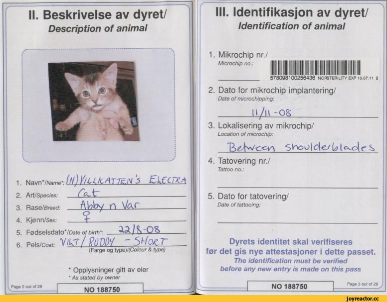 Как получить ветеринарный паспорт для кота: особенности международного образца