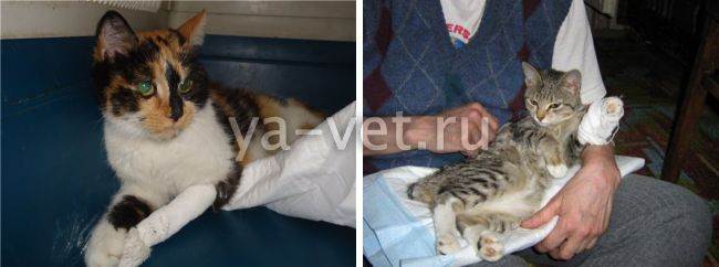 Как определить ушиб лапы у кота?