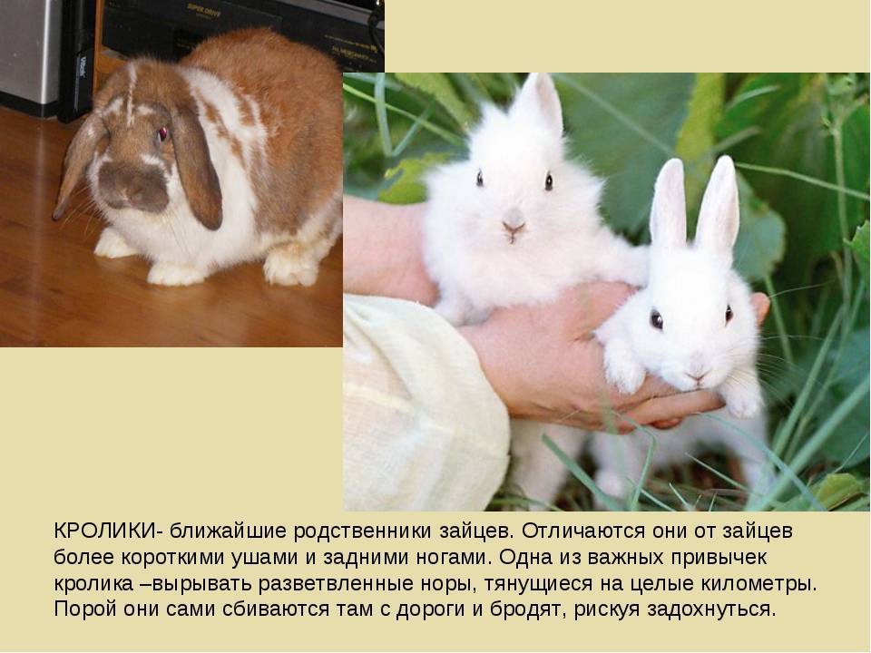 Как отличить кролика от зайца?