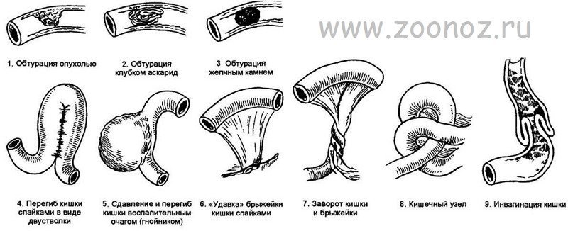 Кишечная непроходимость у кошек: симптомы, что делать в домашних условиях, методы лечения
