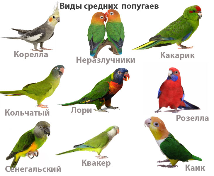 Виды попугаев, названия, фото птиц и краткая информация для любителей и пернатых