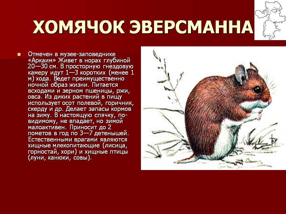 Серый хомячок: внешний вид, фото, особенности, интересные факты, среда обитания