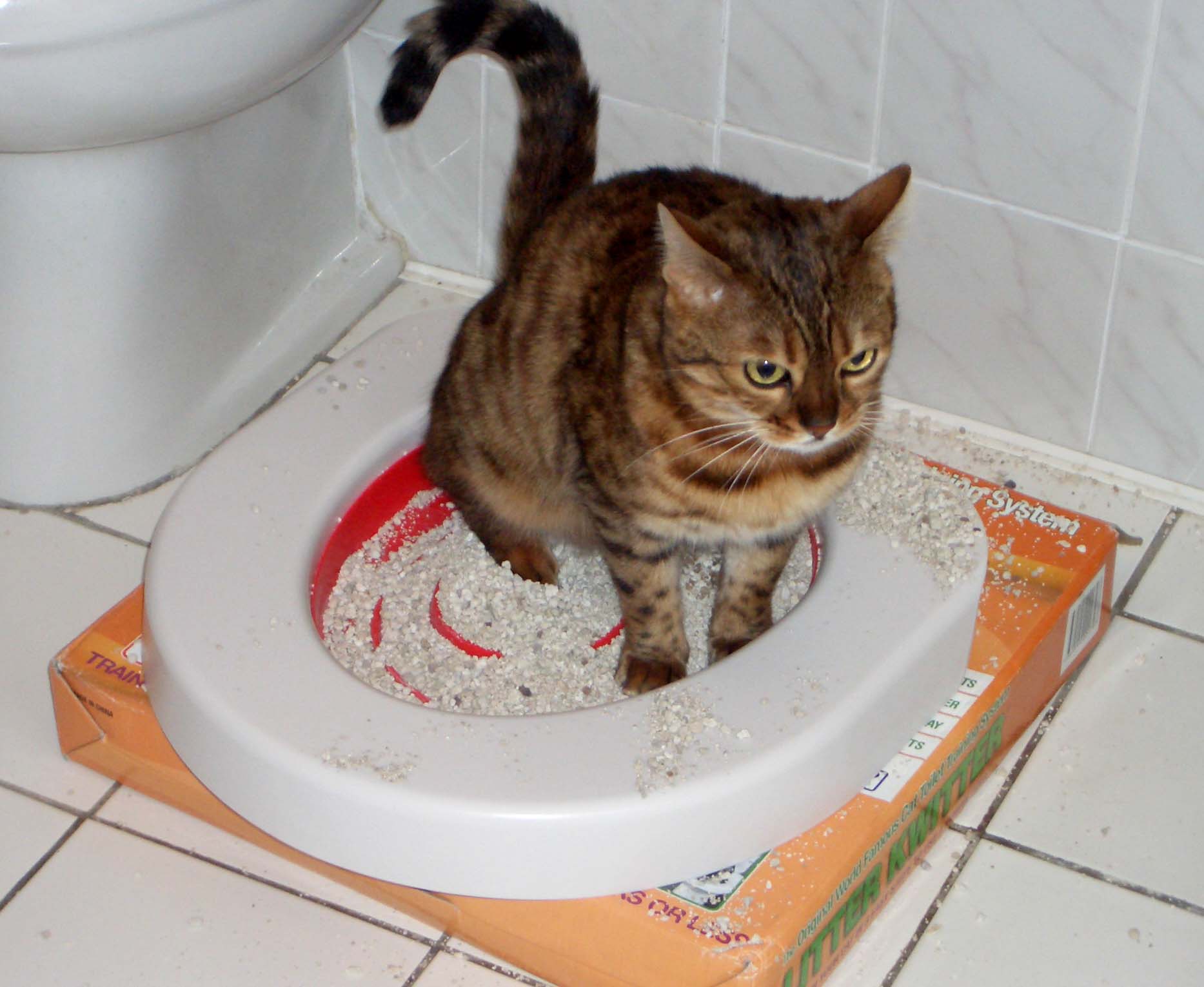Как понять, что котенок хочет в туалет: признаки и сигналы