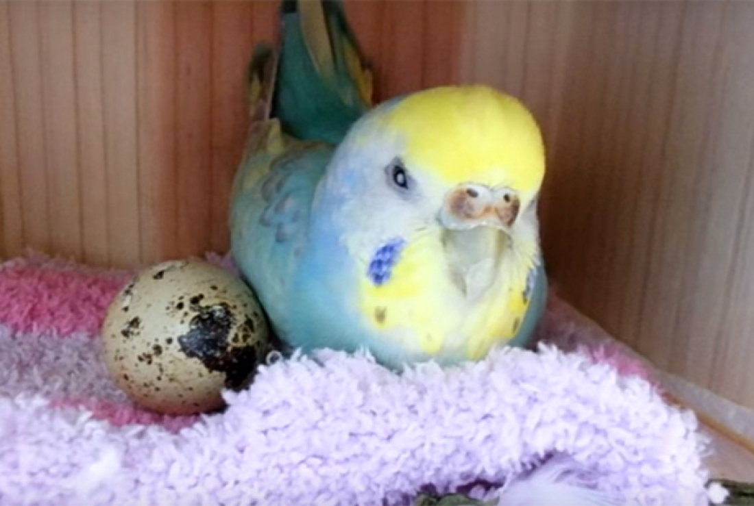 Можно ли попугаям яйцо. Яйца волнистых попугаев. Волнистый попугай высиживает яйца. Яйца волнистых попугайчиков. Попугайчики вылупляются.