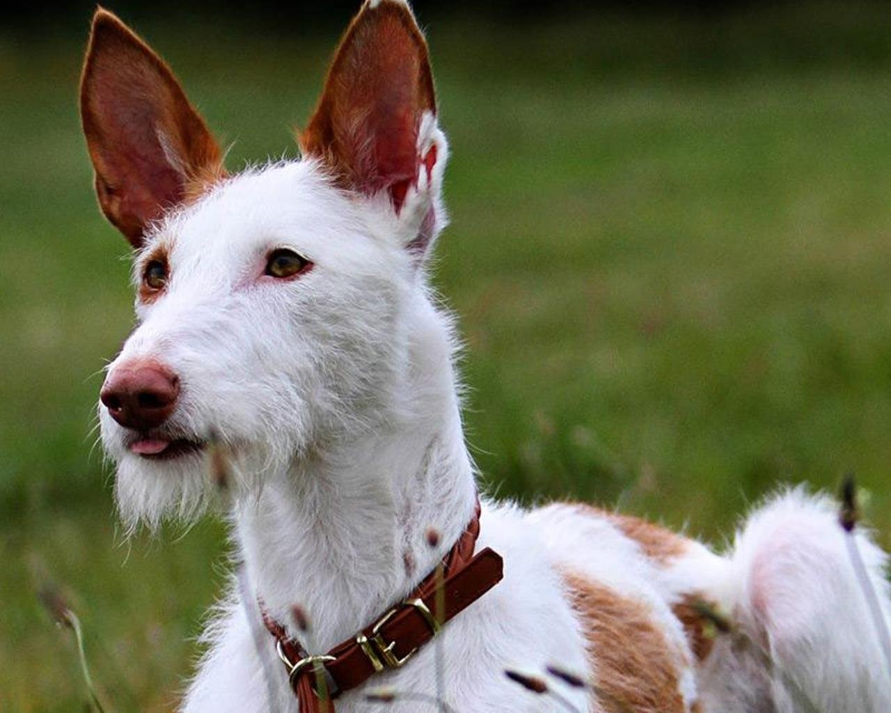 Порода поденко ибиценко - ивисская собака