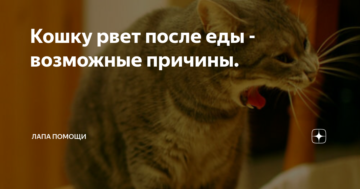Рвота у кошек после еды. Кошку тошнит после еды. У кошки рвота после еды причины. Кот рыгает едой причины.
