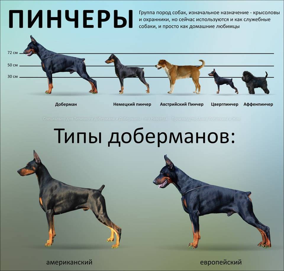 Гладкошерстные породы собак, их особенности, виды и фото