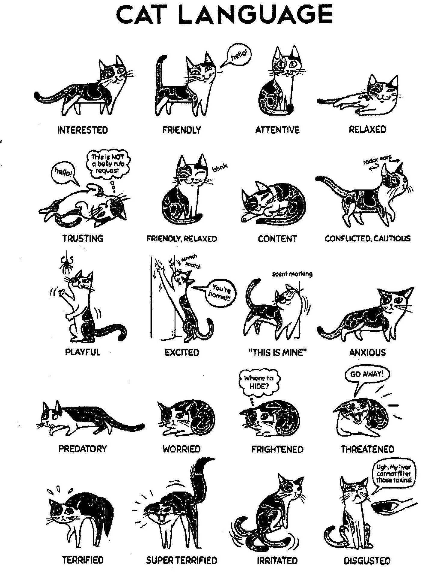 Что нам хочет сказать кот? основные особенности поведения кошек. фото — ботаничка