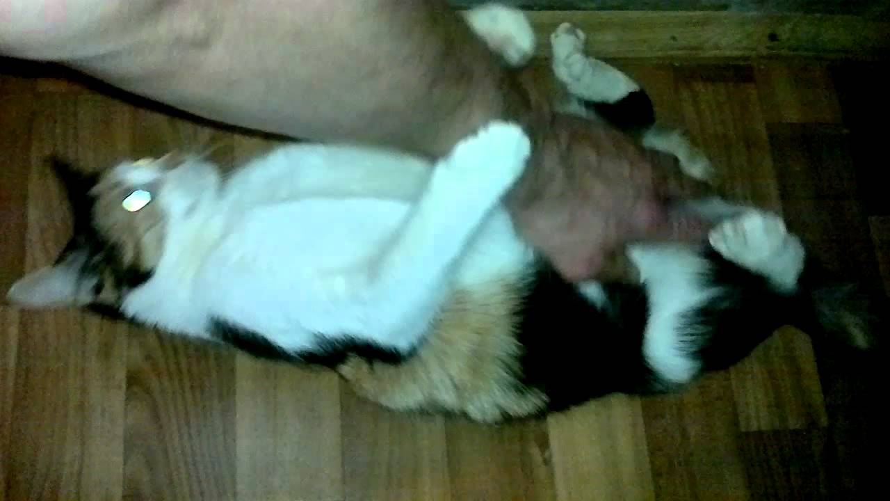 Как успокоить кошку во время течки – что делать в домашних условиях, как помочь питомице