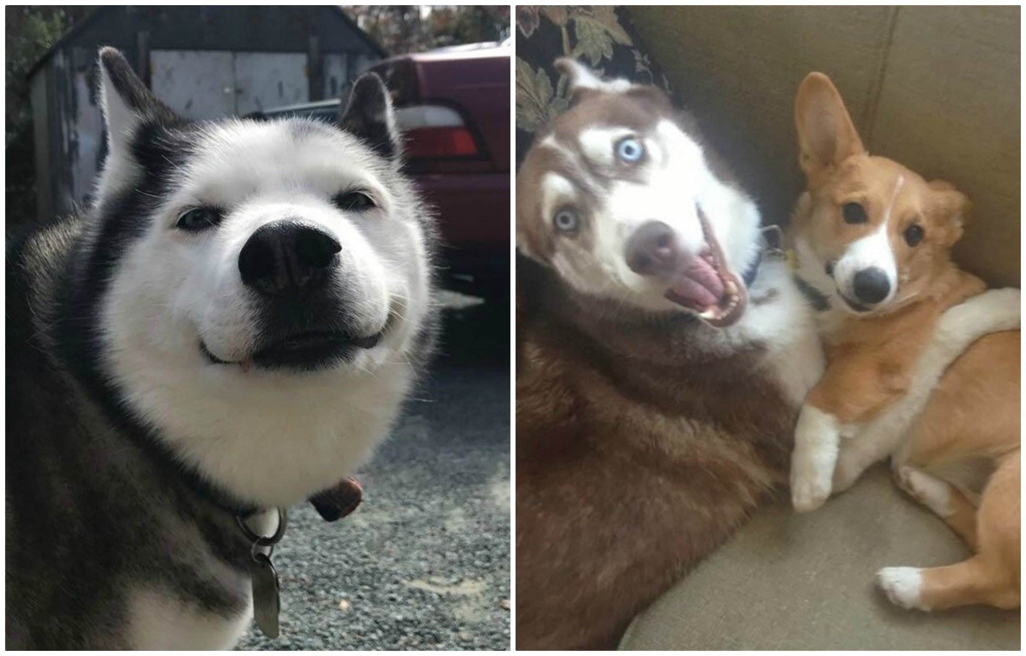Смешные собаки хаски. 25 смешных фотографий доказывающих, что хаски самые странные собаки из всех