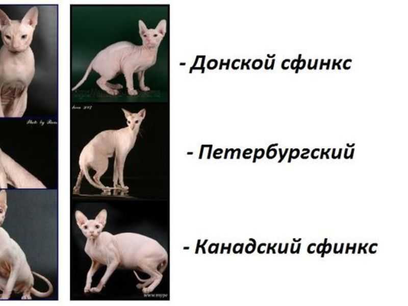 Донской сфинкс – что необходимо знать каждому владельцу этой кошки?