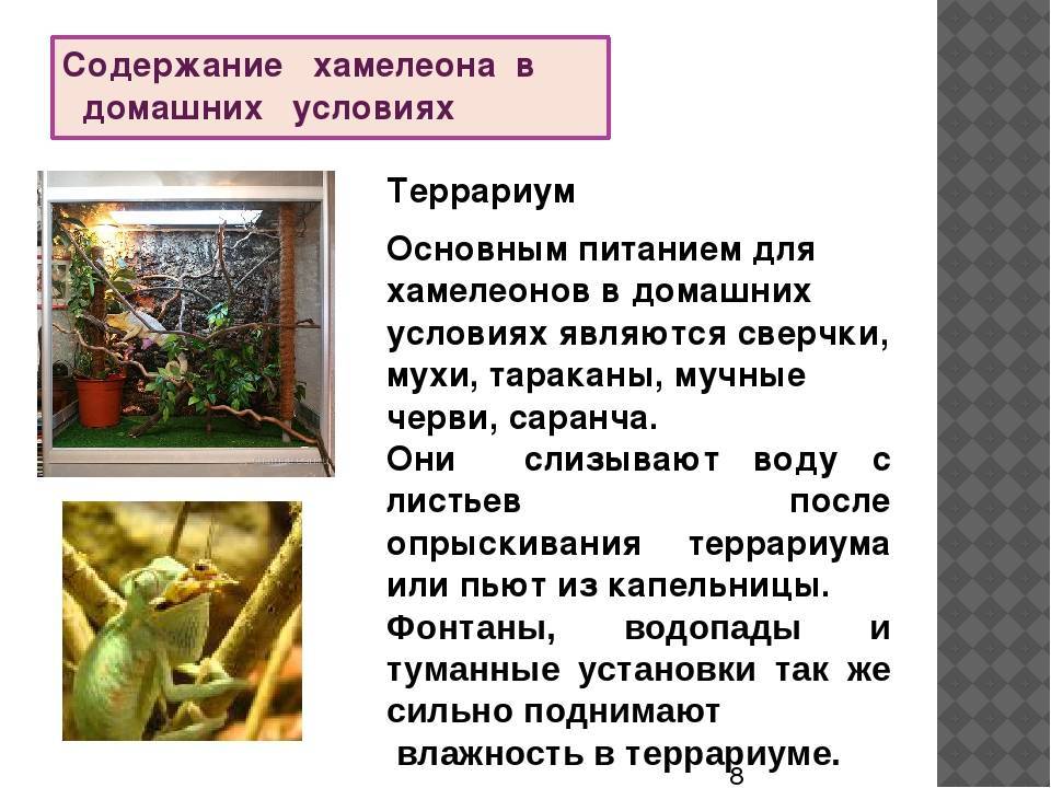 Хамелеон: описание, виды, среда обитания, что ест, враги, образ жизни | планета животных