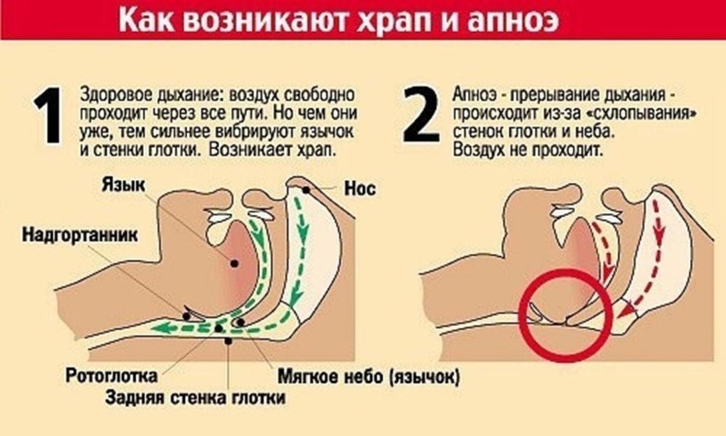 Почему кошка храпит во сне? изучаем причины и методы лечения