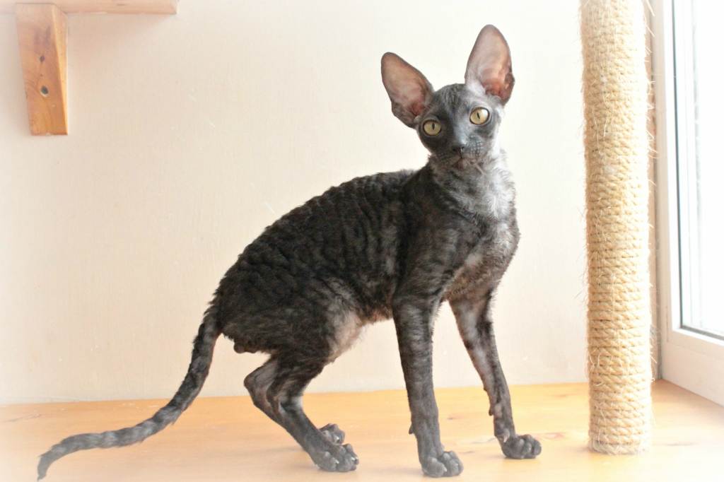 Корниш-рекс (англ. cornish rex)