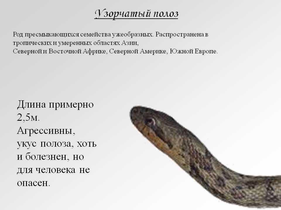 Полоз - змея неядовитая. узорчатый полоз – расписная змея образ жизни крысиной змеи