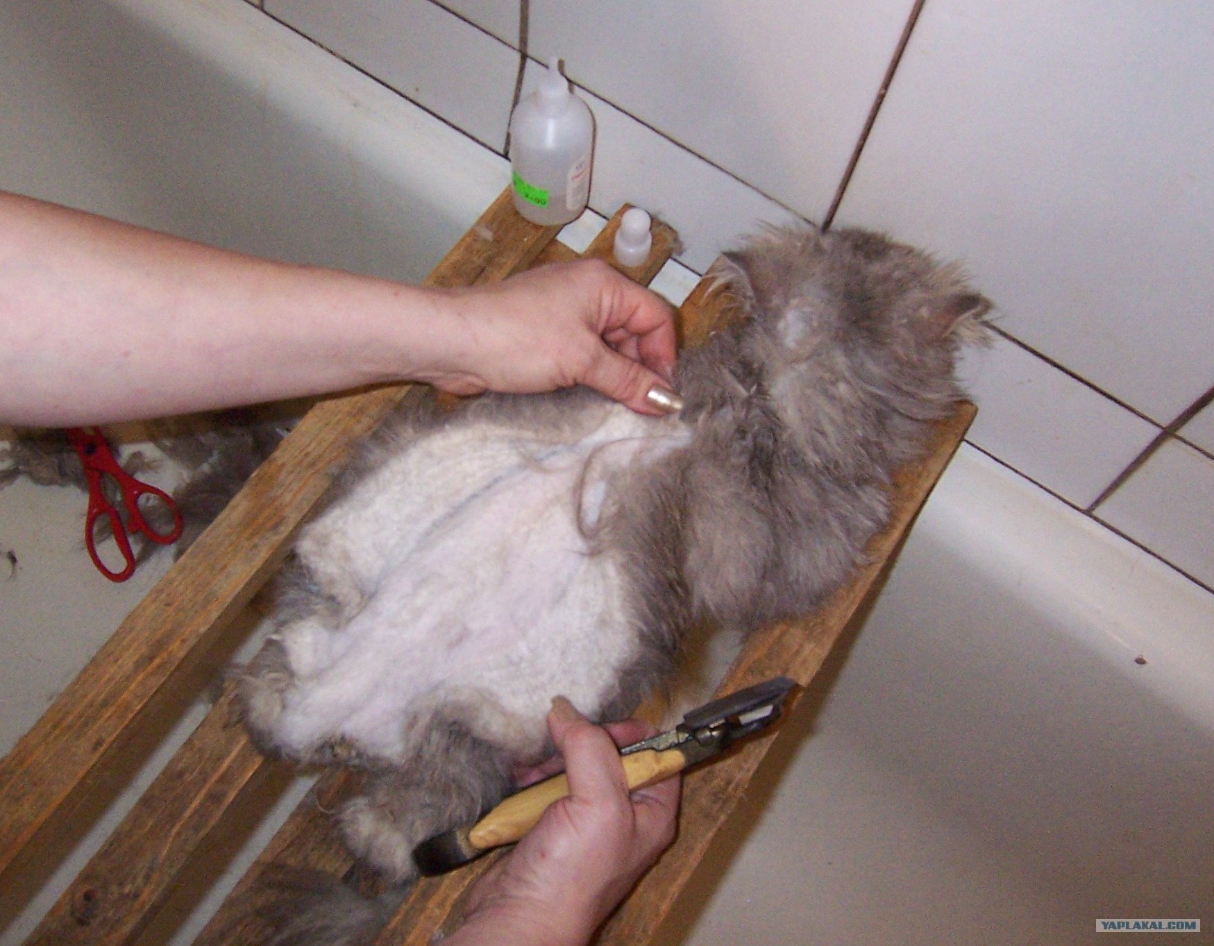 Обязательно ли брить кошку перед узи