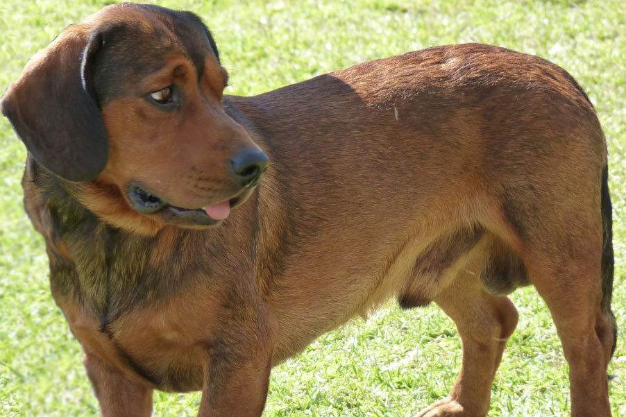 Порода собак альпийская таксообразная — сайт эксперта по животным — howmeow
