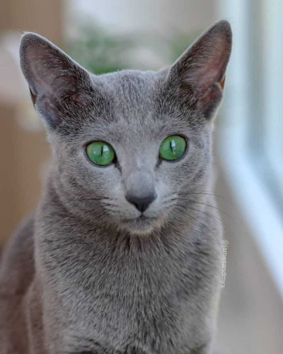 Русская голубая кошка — особенности породы