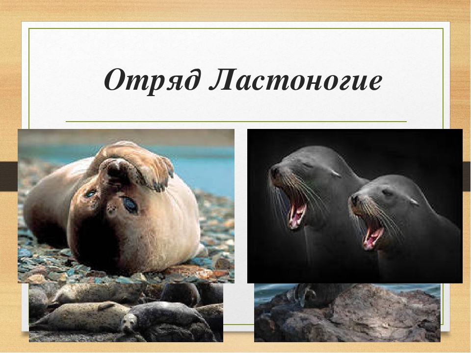 Отряд ластоногие (pinnipedia), тюлени тело внешний вид ласты скелет шерстный покров размножение тюленей тюленьи промыслы морж морские котики морские львы происхождение ластоногих. ластоногие на zooschool.ru - зоошкола