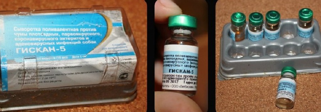 Гискан-5, сыворотка для собак: инструкция по применению, составляющие компоненты и последние отзывы
