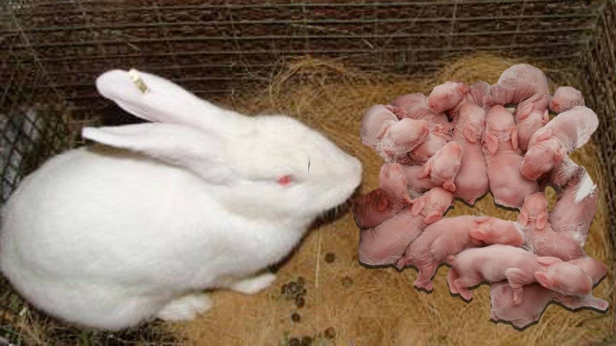 Беременность и роды у декоративныx кроликов