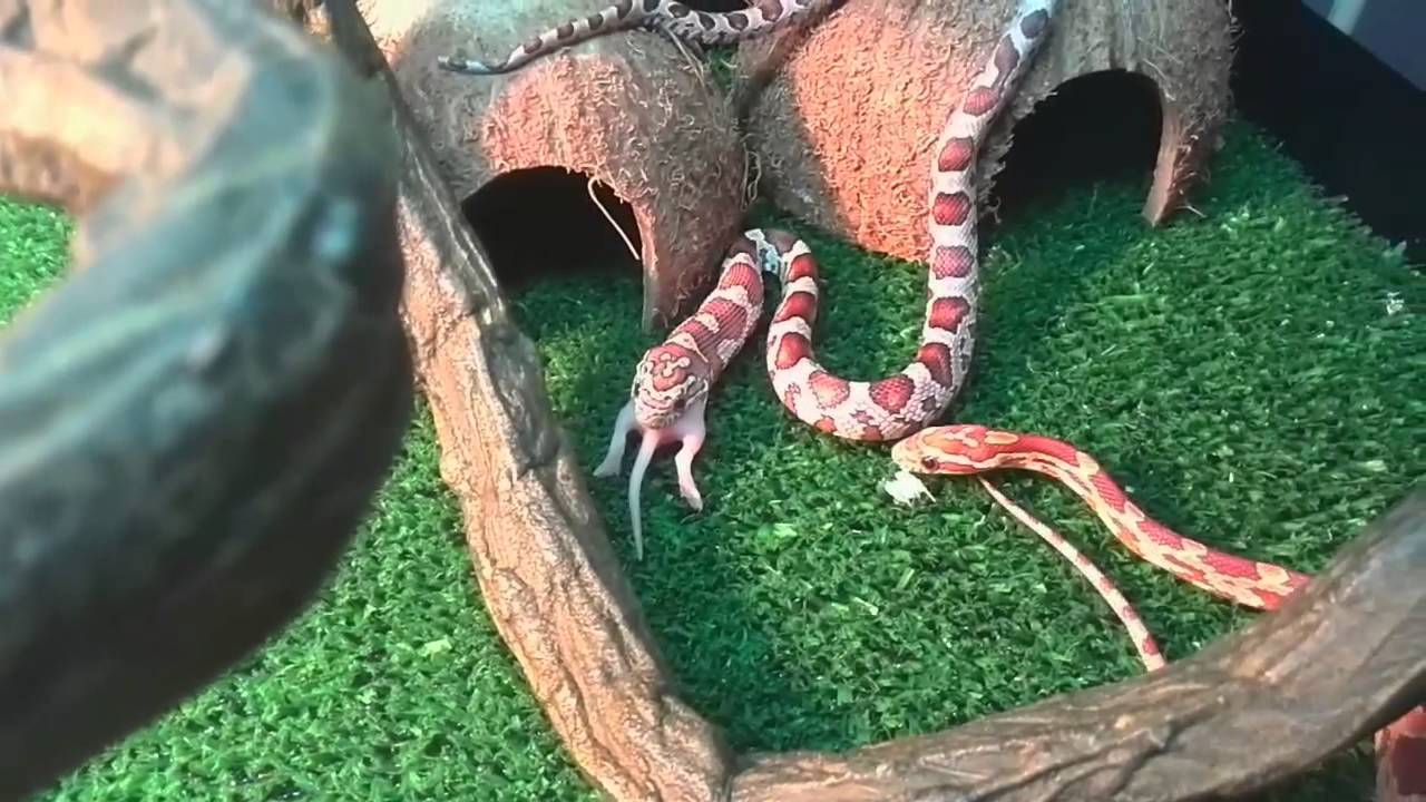 Маисовый полоз. кормление.